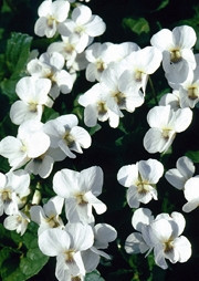Ögonviol 'Emperoro White' Foto: Rara Växter