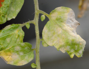 Bladmögel. För att undvika angrepp av bladmögel kan man just när tomaterna börjar mogna ta bort alla gröna blad.