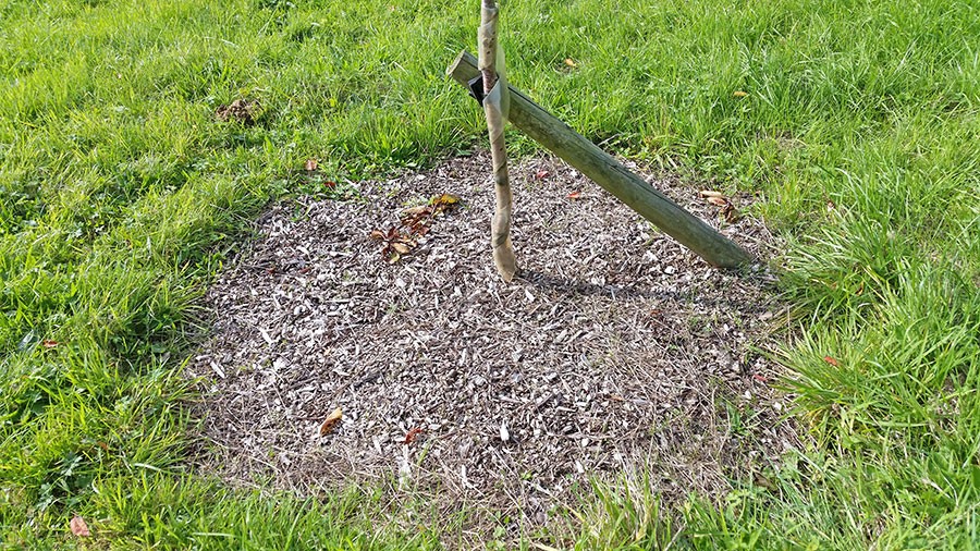 45 graders vinkel på stödpinnen och en rejäl fyrkantig planteringsgrop och trädet har bra förutsättningar att växa sig stort och starkt. Foto: Kerstin Engstrand  