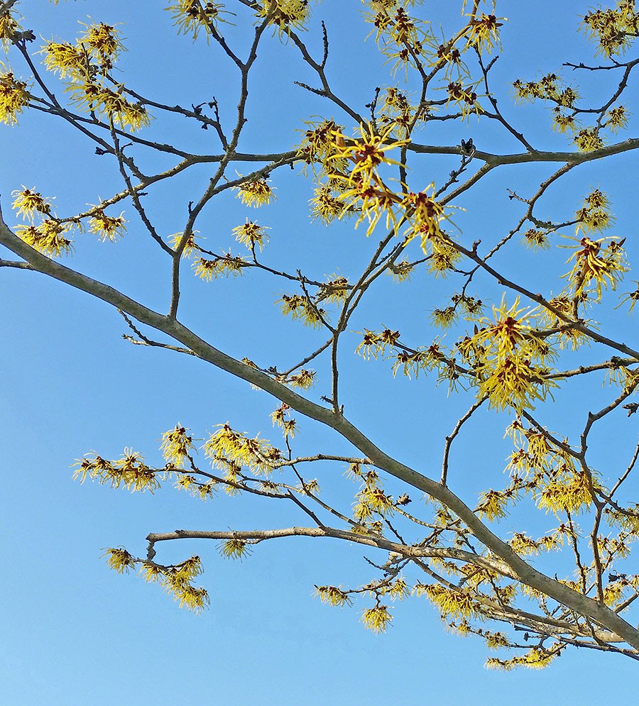 Trollhasseln blommar tidigt, oftast redan i januari i Skåne och i februari eller mars längre upp i landet. Foto: Kerstin Engstrand