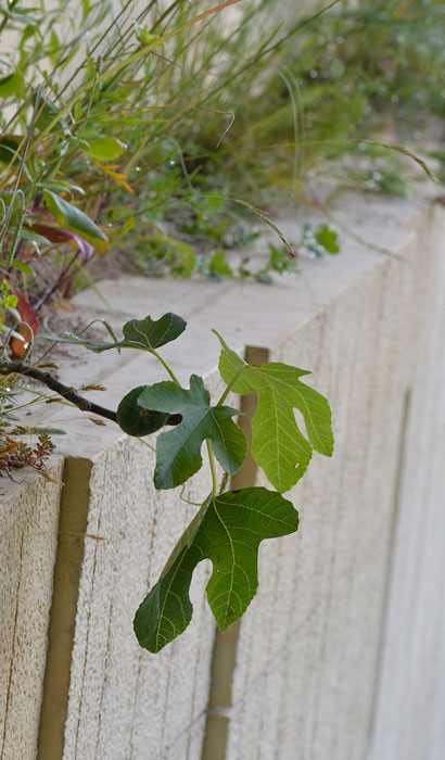 Och frösådda småplantor är något av James Bassons signatur. Här en som balanserar på den smala murhyllan. Foto: Kerstin Engstrand 