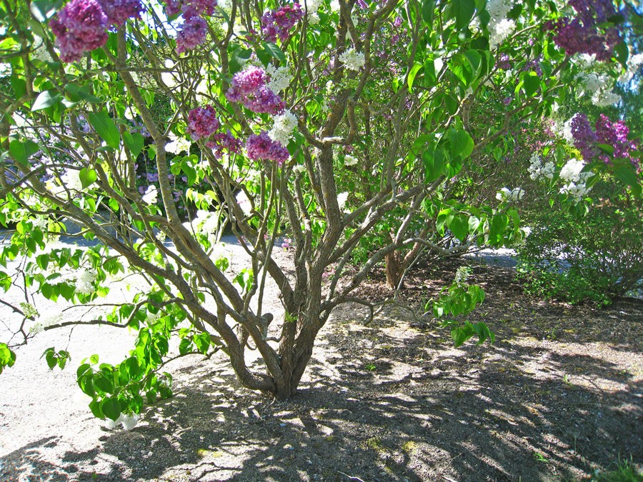 Att syrenen är släkt med olivträd märks en het sommardag, särskilt om syrenen växer som litet träd. Foto: Kerstin Engstrand