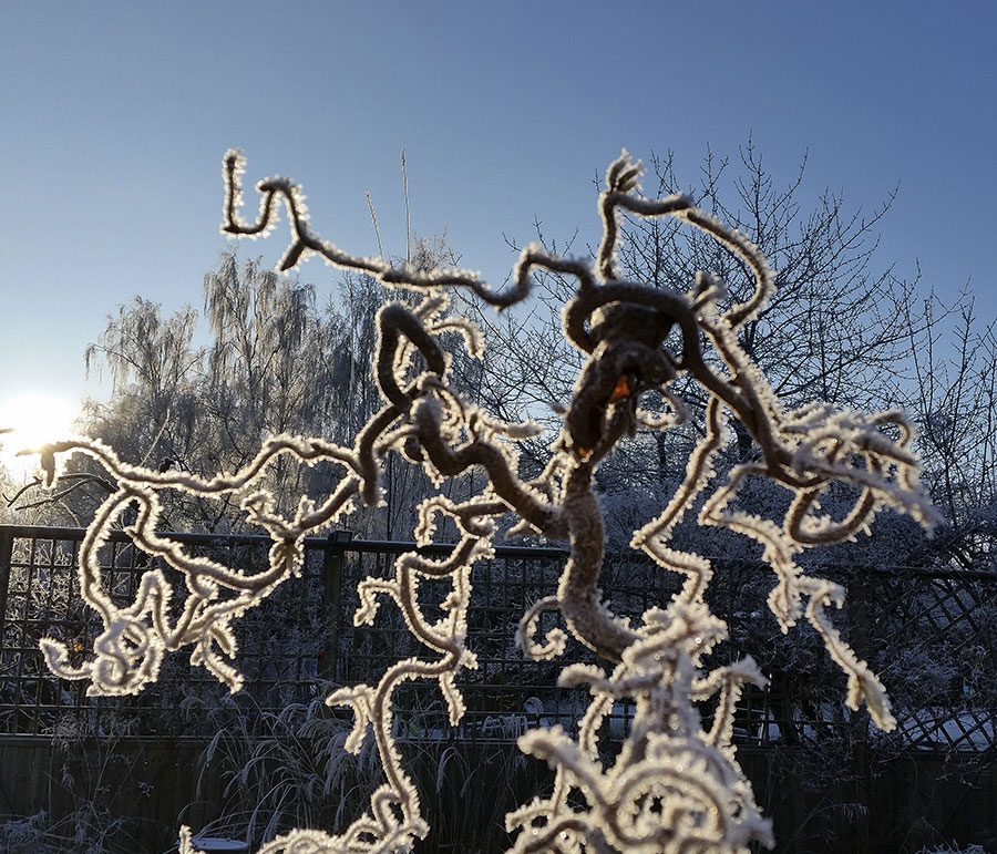 Ormhassel iklädd rimfrost. Foto: Kerstin Engstrand