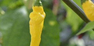 hot lemon dragbild