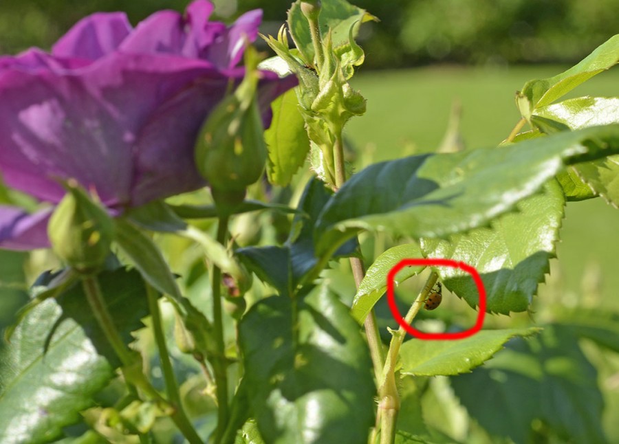 Nyckelpiga i en rosbuske, då finns det säkerligen bladlöss! Foto: Kerstin Engstrand