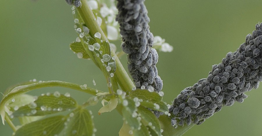 Honunsgdagg ser ut som små sockerkristaller. Bladlöss på aklejruta. Foto: Kerstin Engstrand