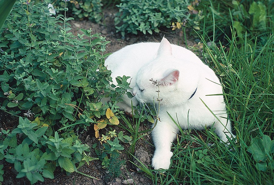 Kantnepeta är mumma för en katt. Foto: Kerstin Engstrand
