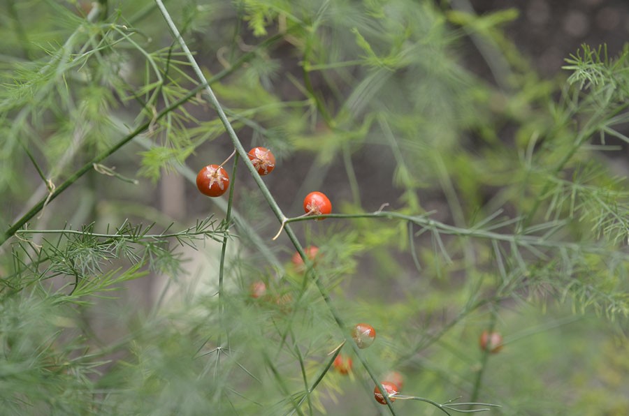 I augusti blir honplantornas bär röda och ser ut som minijulgranskulor!  Foto: Kerstin Engstrand