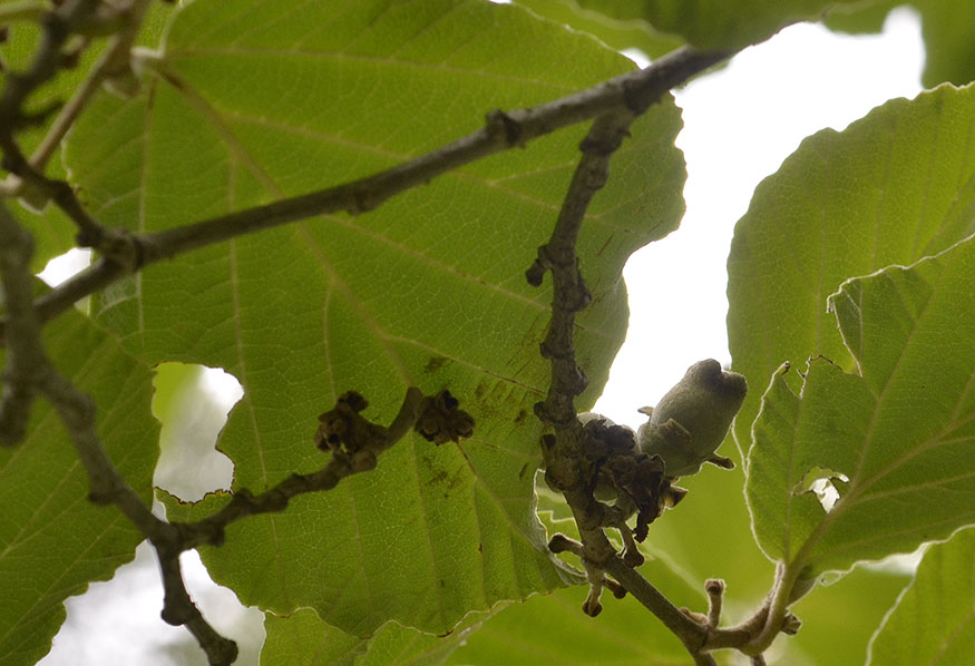 Oftast sitter nötterna skymda under bladen. Just dessa sitter på en kinesisk trollhassel. I mitten av augusti är de fortfarande gröna. Foto: Kerstin Engstrand