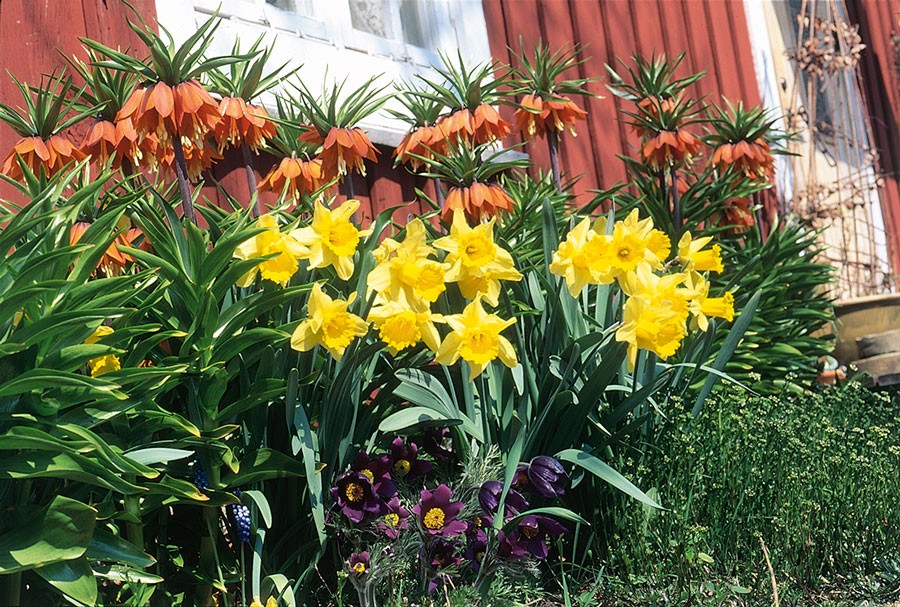 Skarpa kontraster är viktiga. Orange kejsarkronor, gula  påskliljor och lila backsippa är en bra vårkombination. Foto: Kerstin Engstrand