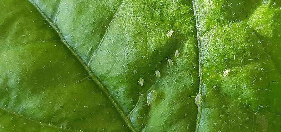 Liten bladlusfamilj på en äggplantas blad (översidan). Foto: Kerstin Engstrand