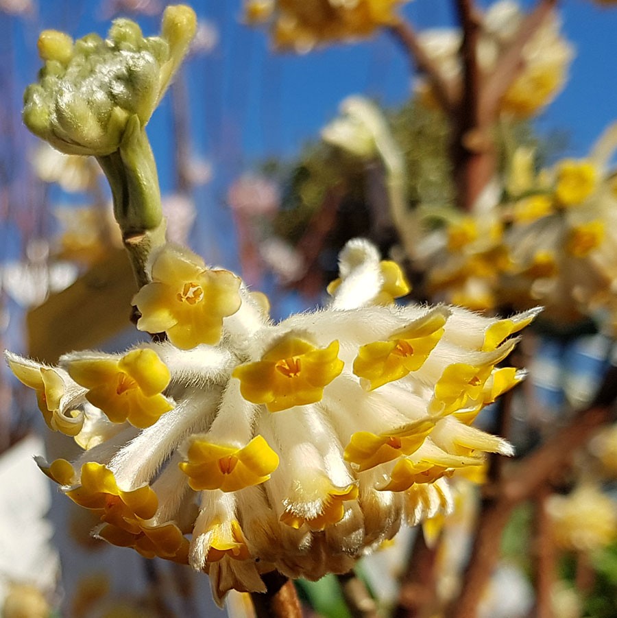Mitsumatabuskens gyllene blommor.  Detta är 'Grandiflora'. Foto: Kerstin Engstrand