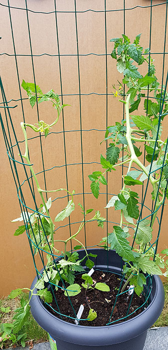 Två tomatplantor får lätt plats i en stor kruka. Foto: Kerstin Engstrand