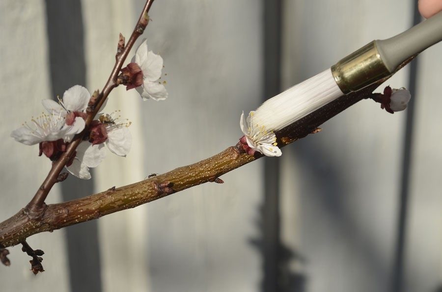 Aprikos kan behöva hjälp med pollinering. Foto: Kerstin Engstrand