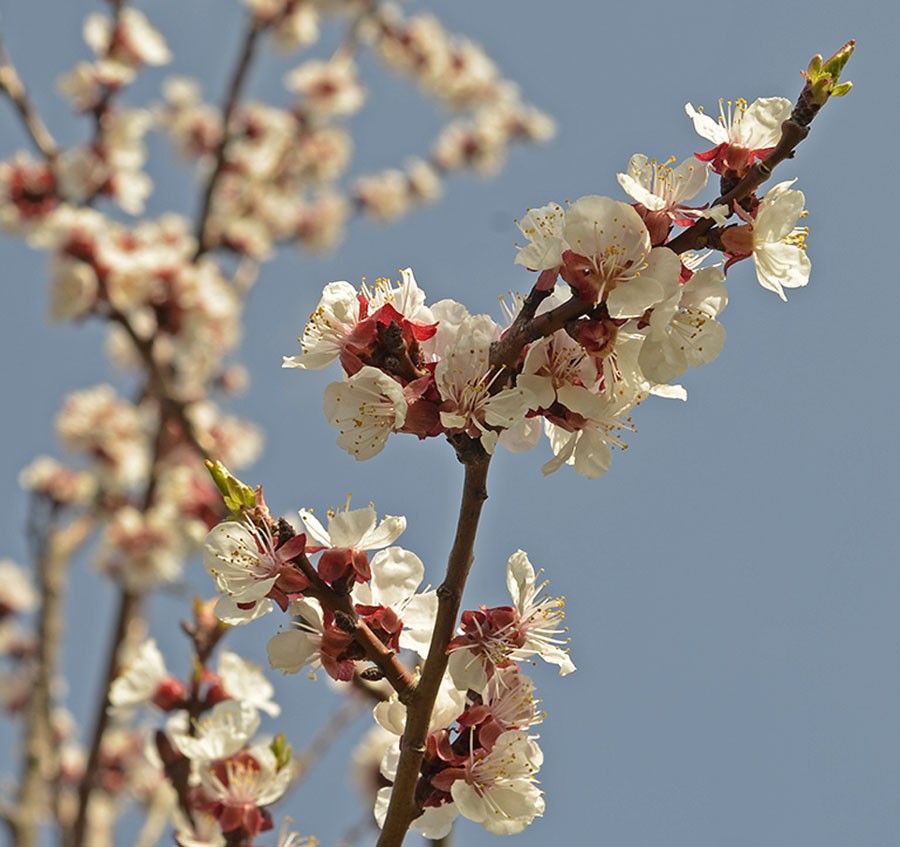 Sorten 'Hargrand' i blom. Foto: Kerstin Engstrand