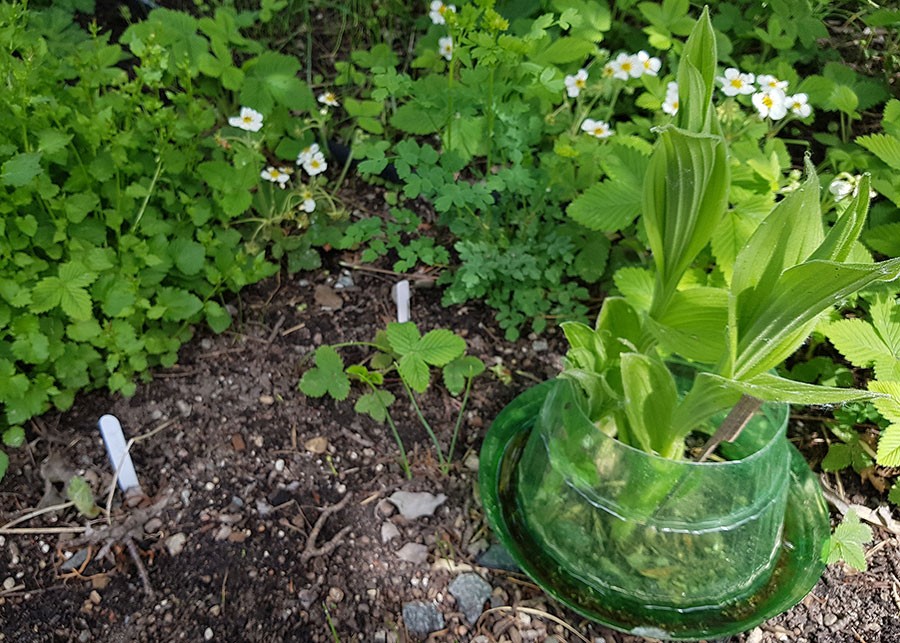 Till vänster, vid den vita etiketten, skymtar en nyplanteras barrotad planta som börjar skjuta skott. Till höger en planta som fått snigelskydd.  Foto: Kerstin Engstrand