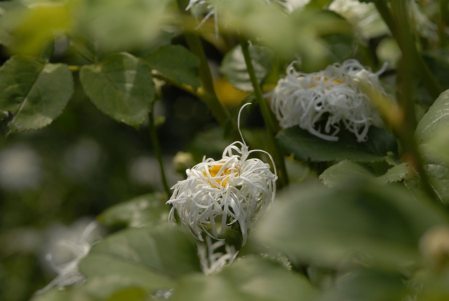 Här tittar den fram bland rosors bladverk. Foto: Kerstin Engstrand