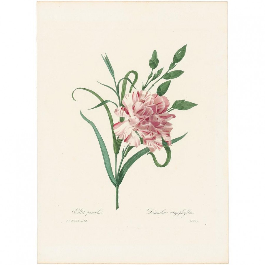 [REDC-1835-088] Redouté Choix 1835, Pl. 88, Clove- Pink Carnation (Oeillet panache-Dianthus..