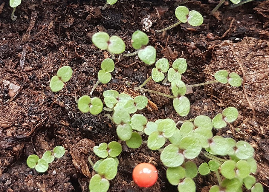 15 dagar efter sådd är småplantorna mindre än ett knappnålshuvud. Det röda i bildens nederkant är just en knappnåls huvud. Foto: Kerstin Engstrand