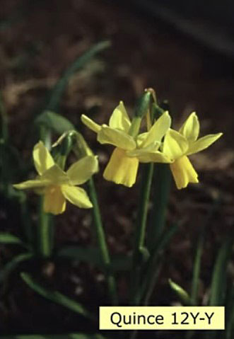 'Quince', bild från Ron Scamp - Cornwall's Daffodil King