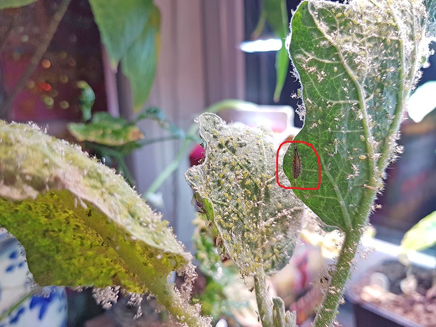 Kommer denna planta att klara sig? Inringat i röt ser du nu en nästan fullvuxen larv "på jobb". Foto: Kerstin Engstrand
