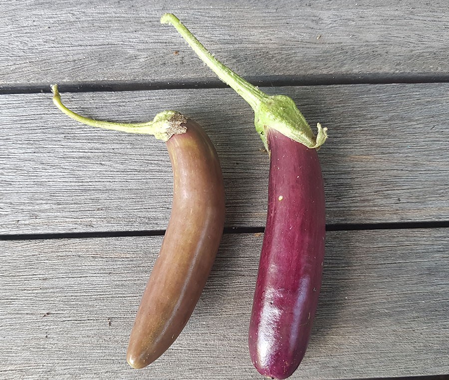 Två frukter från samma planta. den till vänster är övermogen vilket syns tydligt på färgen. Foto: Kerstin Engstrand 