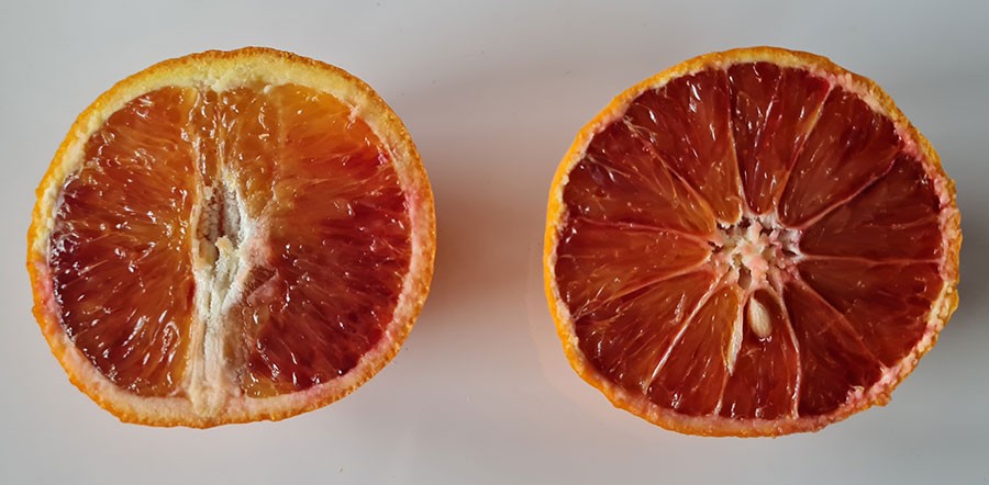 Skär apelsinen rakt av uppifrån om du vill ha klyftor vilket är bra för att frysa in. För att pressa är det bättre att dela apelsinen vid midjan. Foto: Kerstin Engstrand