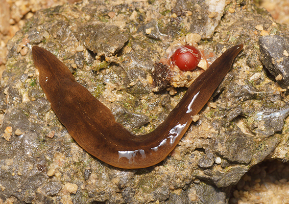 Obama_nungara_Justine_et_al_PeerJ_2020_fig-08-full_640